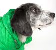 Lightweight Adjustable 'Sporty Avalanche' Pet Coat